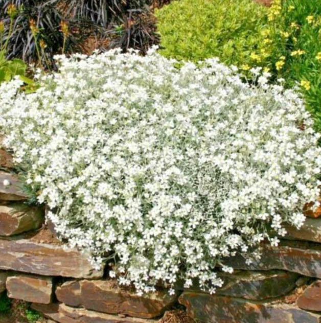 Groundcover ROCK CRESS MIXED COLORS Perennial Purple & White Non-GMO 1000 Seeds