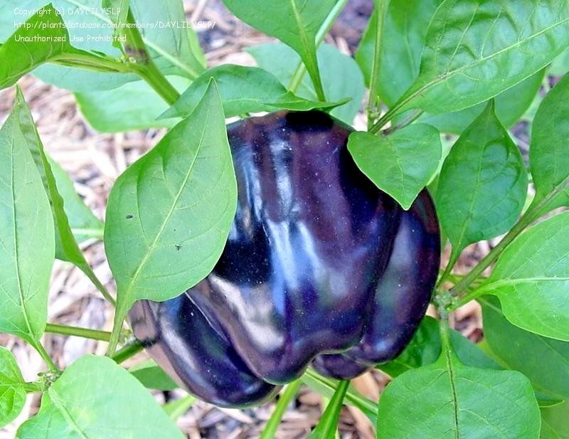 101+PURPLE Beauty Sweet BELL PEPPER Seed Organic Vegetable Garden Container Easy