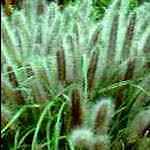 Pennisetum alopecuroides viridescens 250 seeds