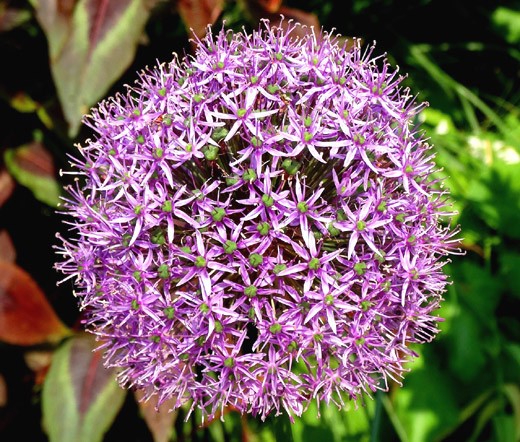 ONION ORNAMENTAL STAR OF PERSIA Allium Christophii – 10 Seeds