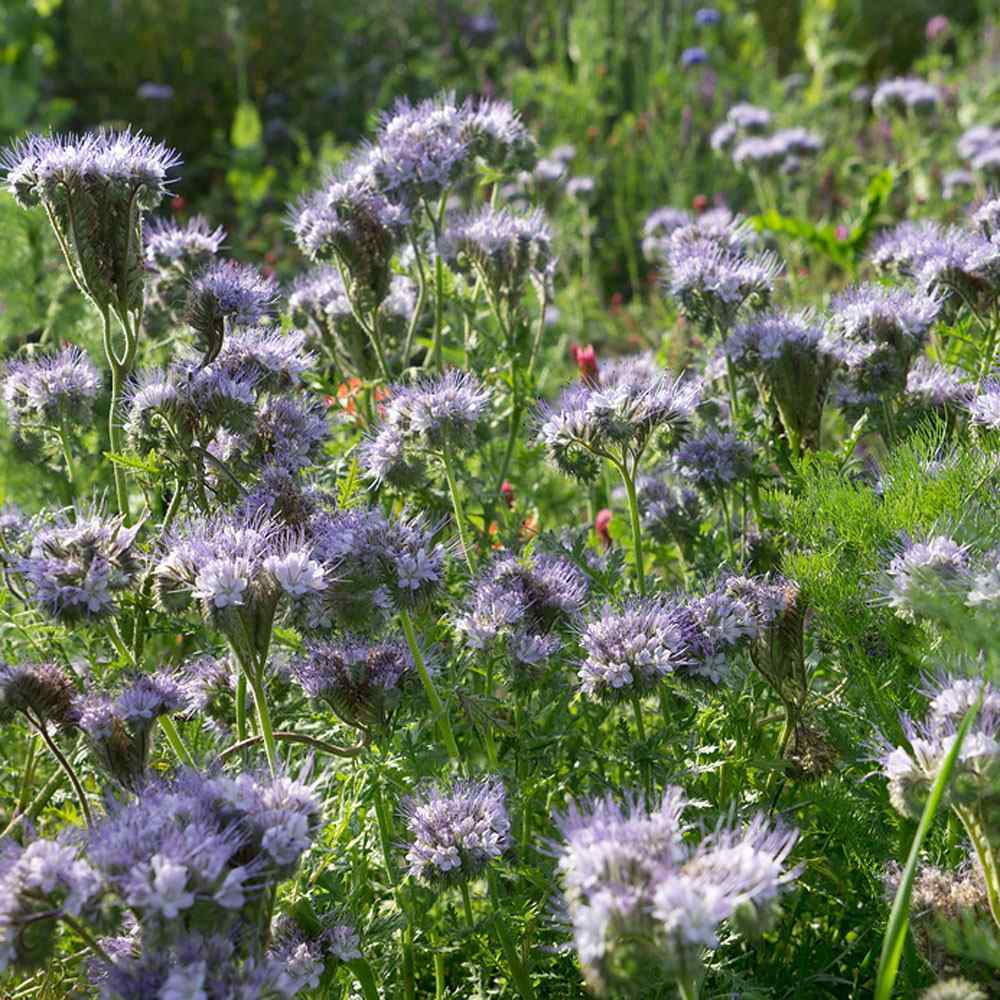 LACY PHACELIA Lavender Cover Crop Loves Heat Pollinators Bees Non-GMO 1000 Seeds