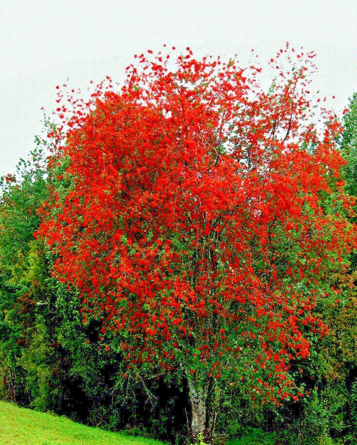 10 Chilean Firebush Tree Seeds Embothrium coccineum Flame Flower Plant RARE!