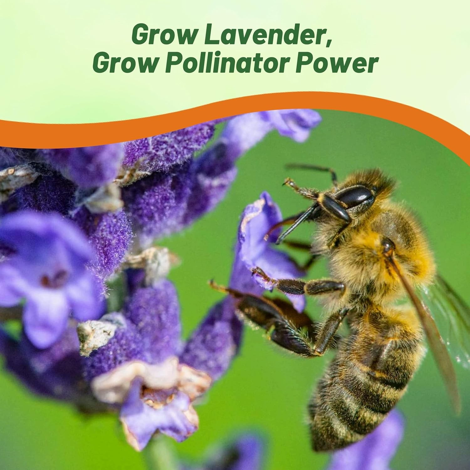 2000 Seeds Lavender Hidcote Drought Tolerant Herb Garden Plants For Xeriscaping