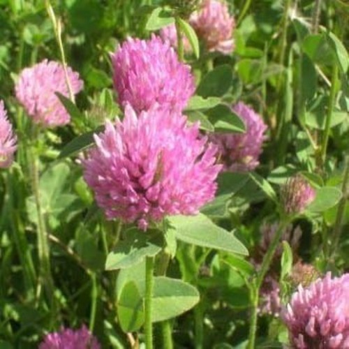 Self-Seeding Red Clover Seeds – 1/4 lbs for Soil Health & Pollinator Gardens