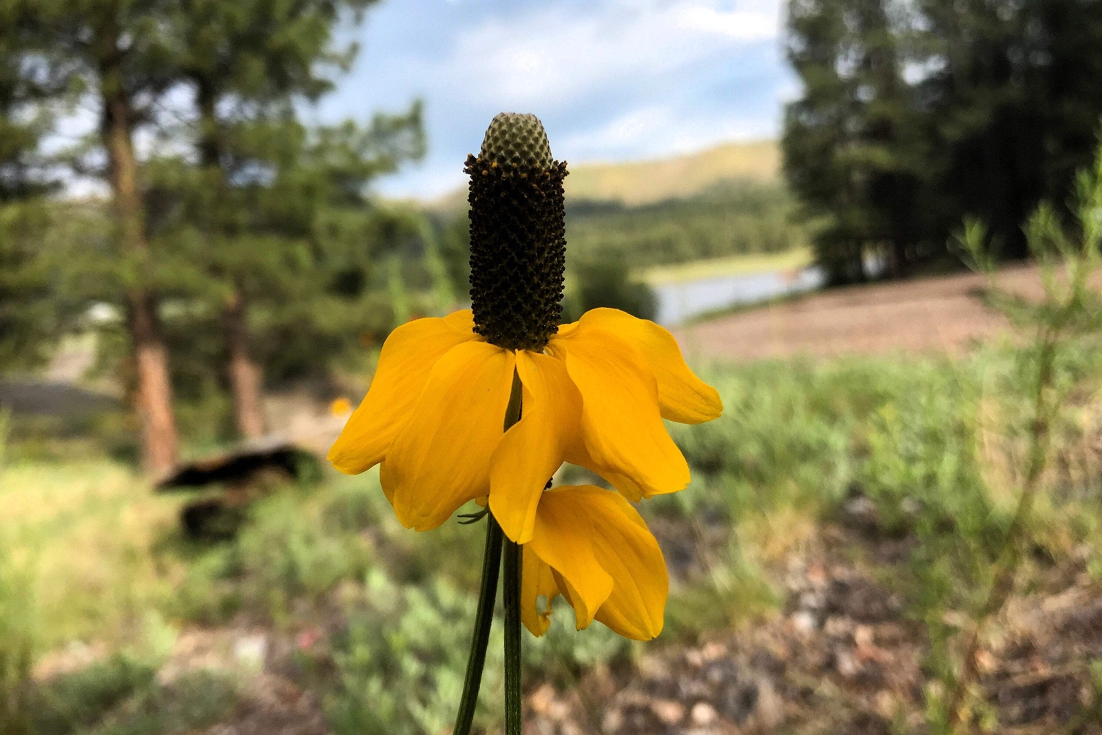 3000 CLASPING CONEFLOWER Rudbeckia Amplexicaulis Flower Seeds *Flat S/H