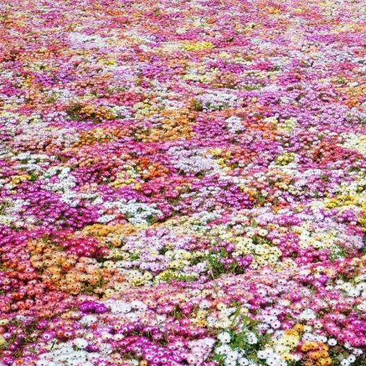 Daisy ICE PLANT LIVINGSTONE PASTEL MIX Groundcover Drought Tolerant 500 Seeds