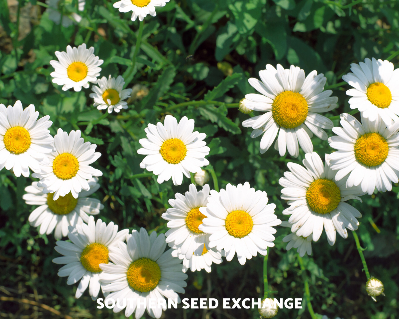 Chamomile, Roman (Anthemis Nobilis) Non-GMO – Medicinal Herb – 300 seeds
