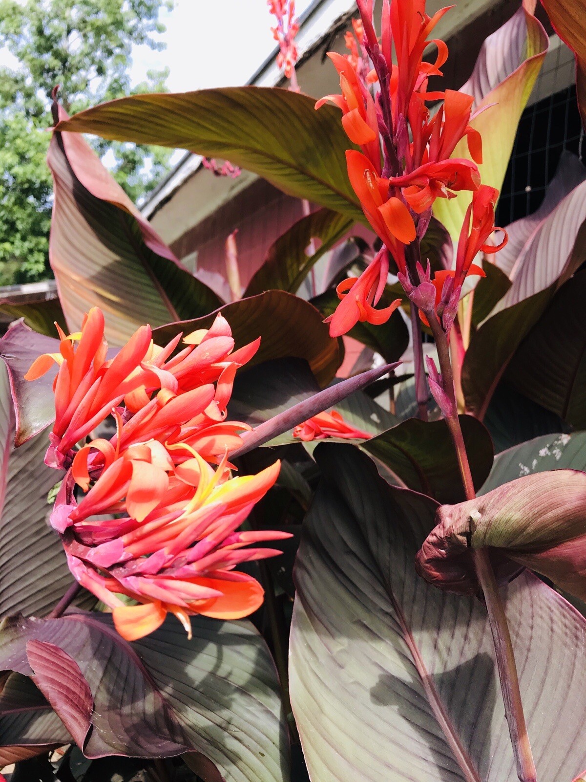 3 Canna Lily Bulbs Red Flowers Tall Plants Purple Bronze Leaf Large Rhizomes