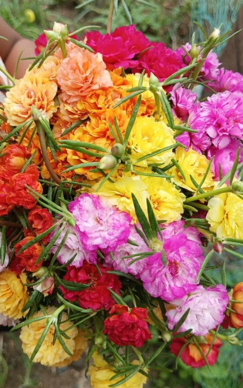 1000+ SEEDS MOSS Rose Double Mix Color- Portulaca grandiflora BUY2GET1FREE