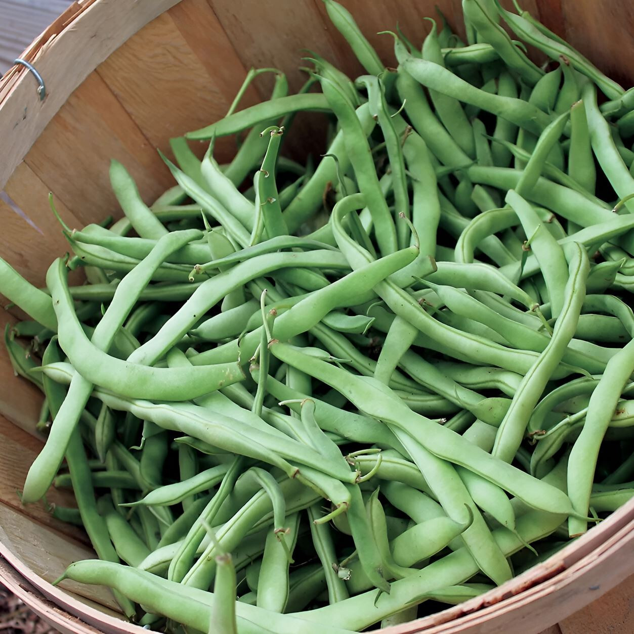 30 Premium Heirloom Jade Bush Bean Seeds – FAST Growing – HIGH Yields – Tasty!!!