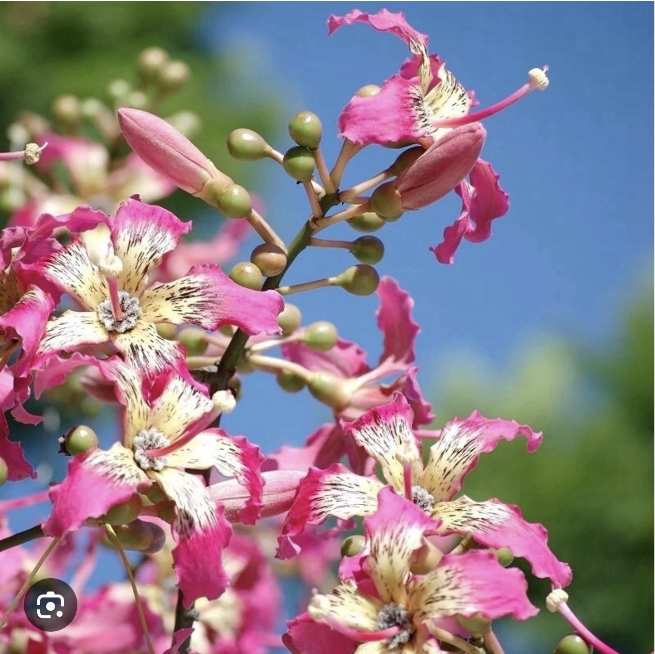 Pink Silk Floss Tree-Ceiba specios-Rare Tree! Beautiful Orchid Like Blooms!