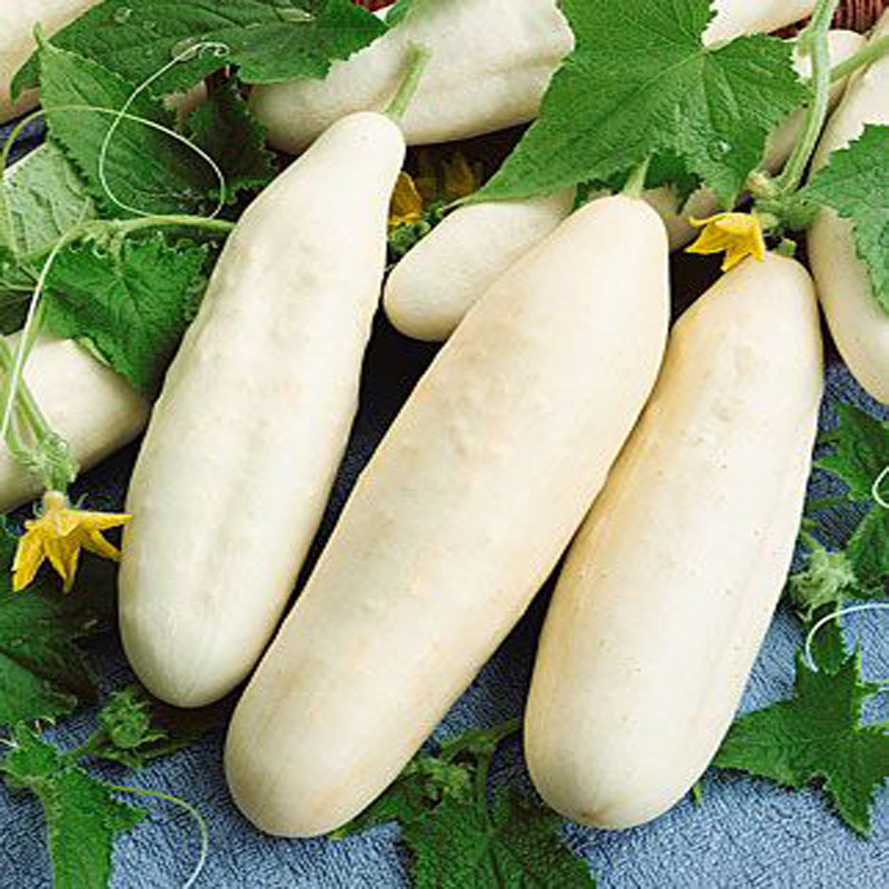 31+MINIATURE Sweet White Bush CUCUMBER Seed Container Vegetable Garden Organic