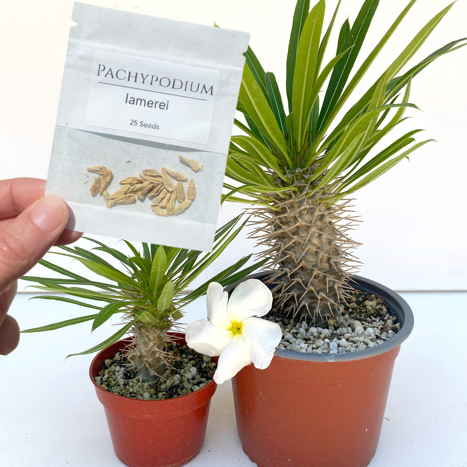 Pachypodium lamerei Seeds (Madagascar Palm) – Exotic Succulent Seeds -California