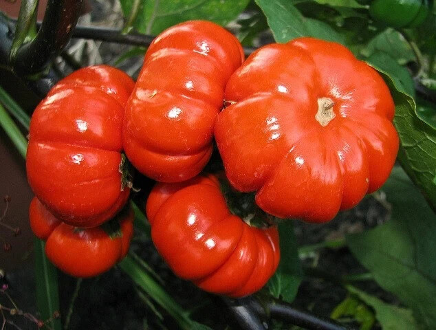 40 Seeds Pumpkin-on-a-Stick Decorative Halloween Eggplant Solanum integrifolium
