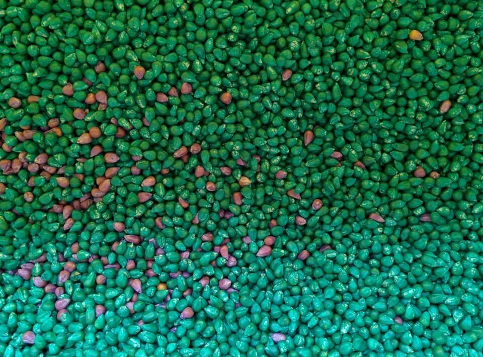 Food Plot Wildlife Seed Corn Glyphosate Roundup Ready 5 lbs 100 days FREE SHIP