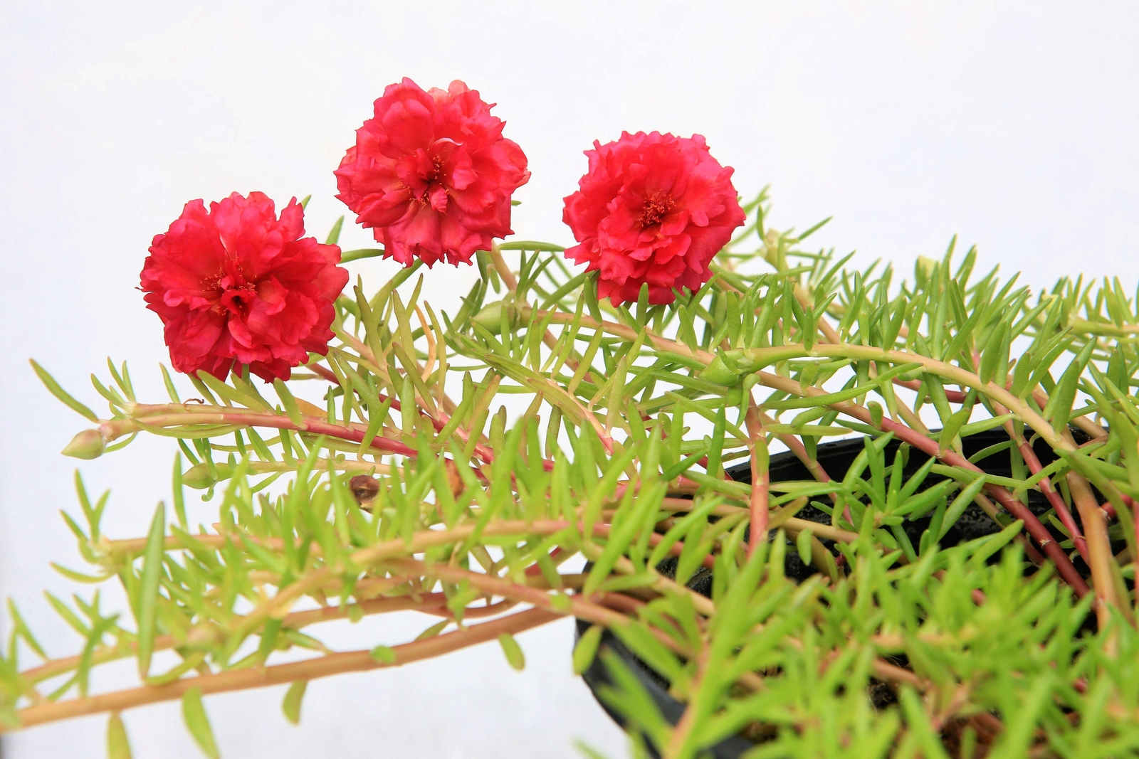 100 RED PORTULACA Grandiflora / MOSS ROSE Flower Seeds *Flat S/H