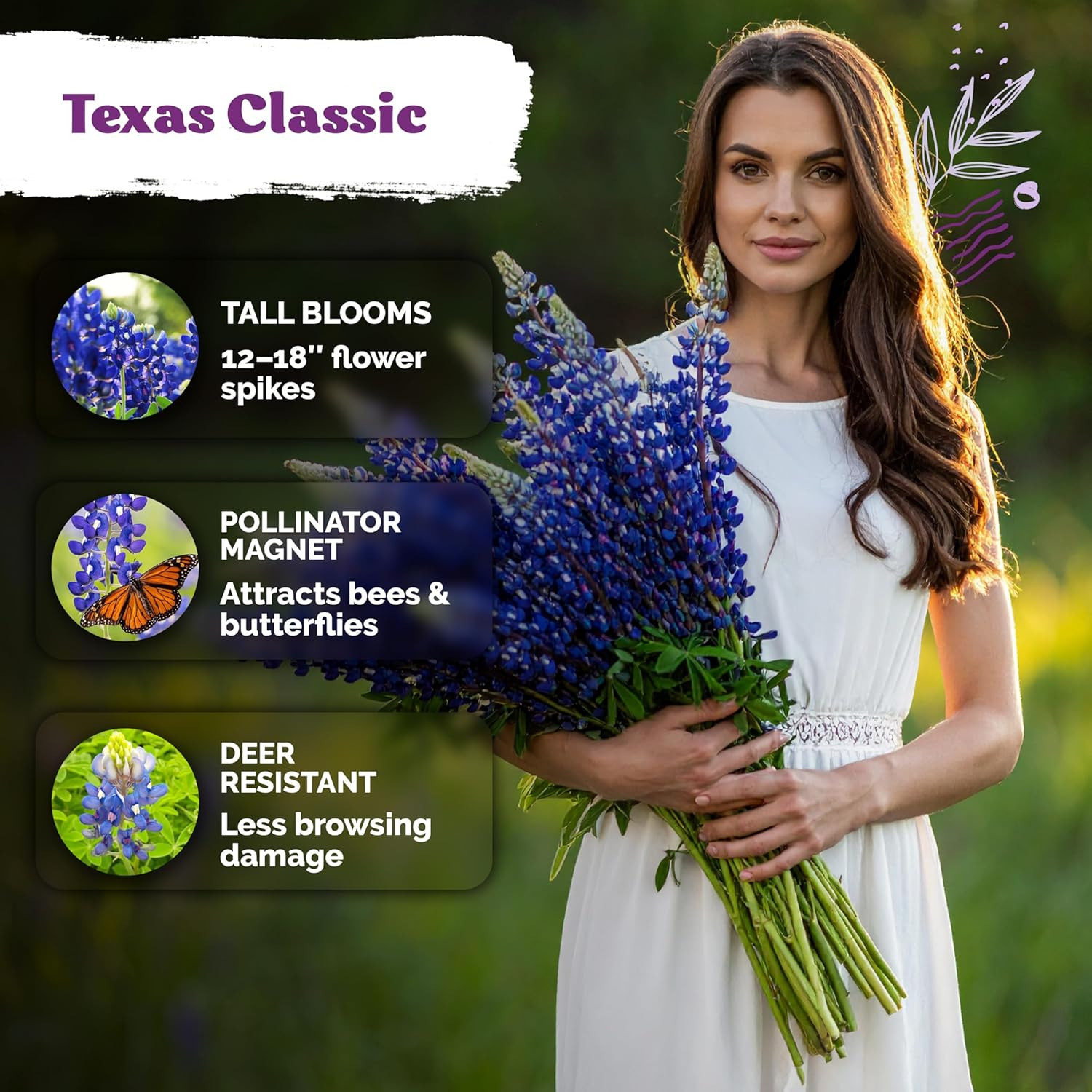 75 Texas Bluebonnet Seeds (Lupinus Texensis) – Texas Lupine, Pollinator Friendly