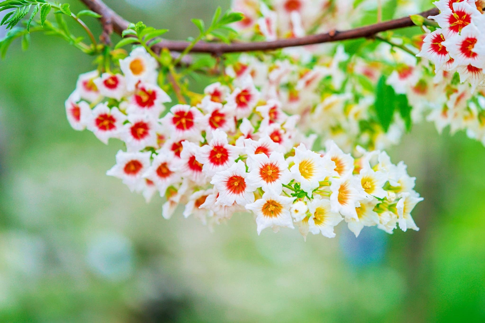 Yellowhorn Bush Seeds for Planting (6 Large Seeds) – Exotic Blooms All Season –