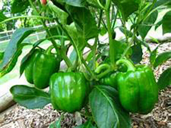 SCARBOROUGH SEEDS GREEN BELL PEPPER CAL WONDER 50 SEEDS NON-GMO – FREE SHIPPING
