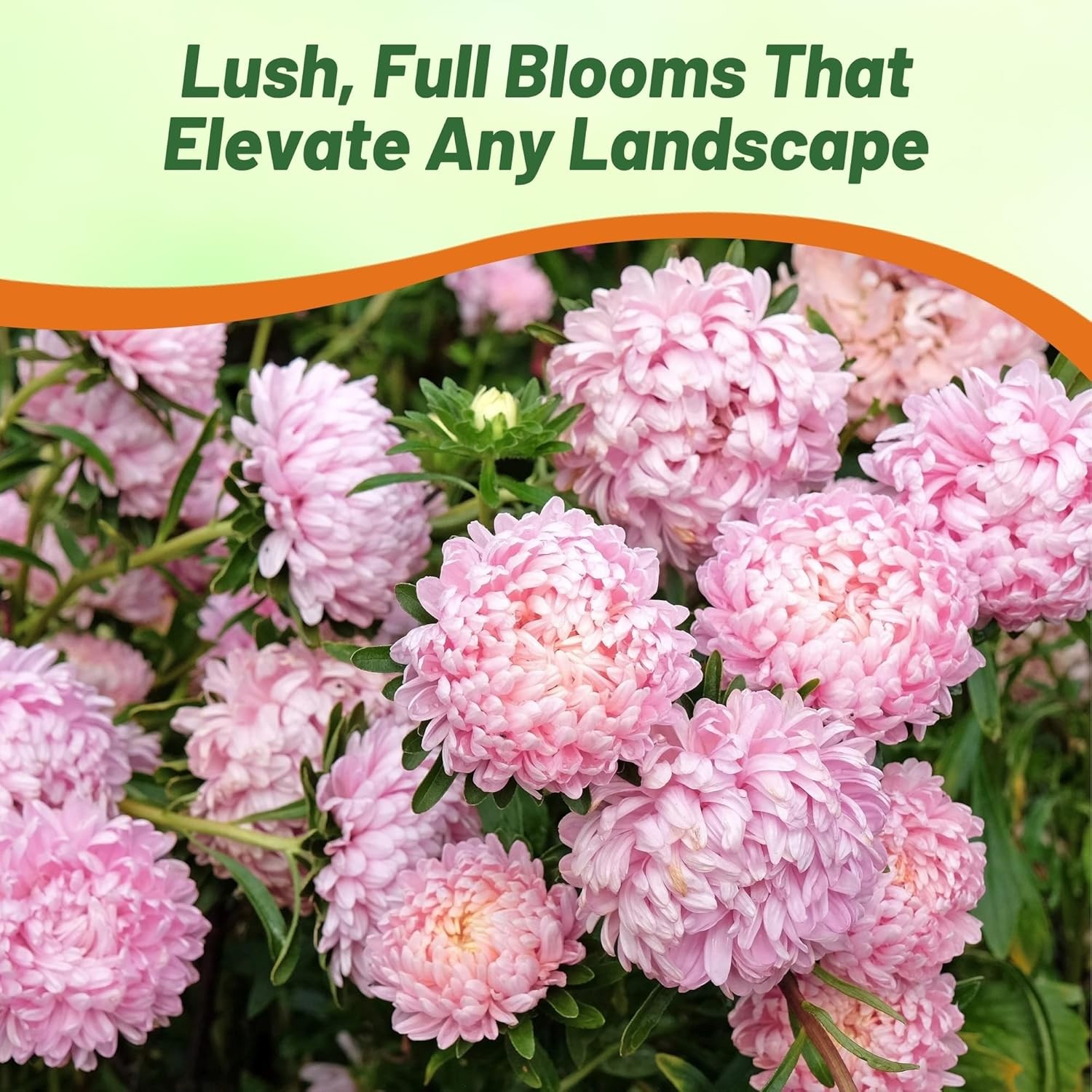 2000 Seeds Aster Seeds – Aster Callistephus Pink Tall Double Flower Seed