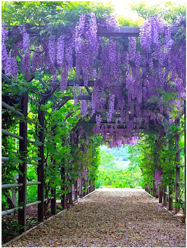 20 Purple Wisteria sinensis Tree Seeds Fast Climber Flower Vine Hardy Plant