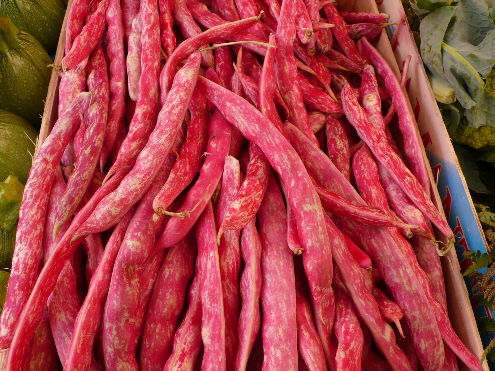 Vegetable Seeds-French Horticultural Beans -30 Seeds-Taylors Dwarf Dry Shelling