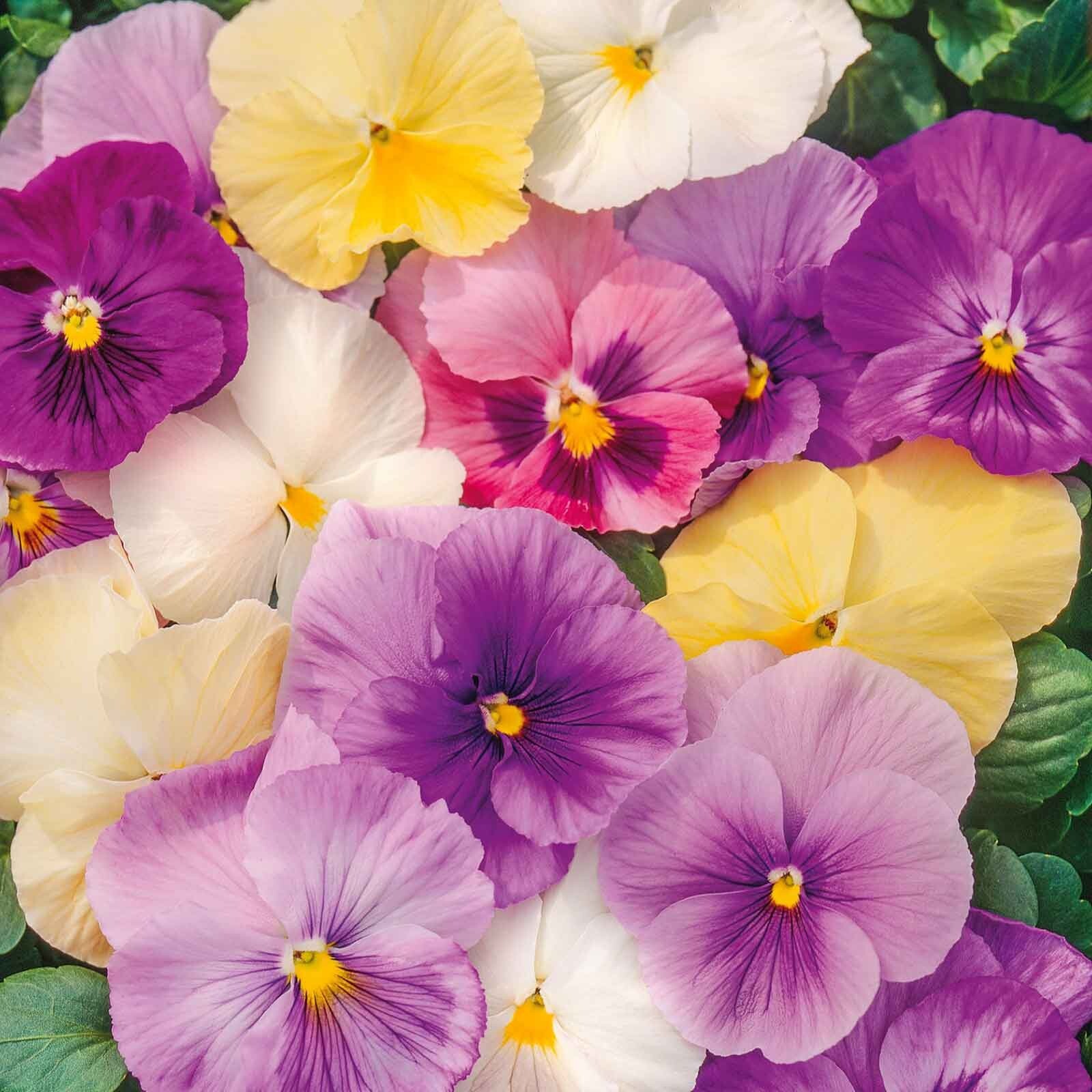 Pansy Mix PASTELS Viola Containers Cool Weather Edible USA Non-GMO 100+ Seeds!