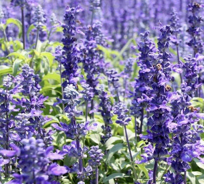 800+ HYSSOP SEEDS – officinalis Perennial Hummingbird Plant & Medicinal Non-GMO