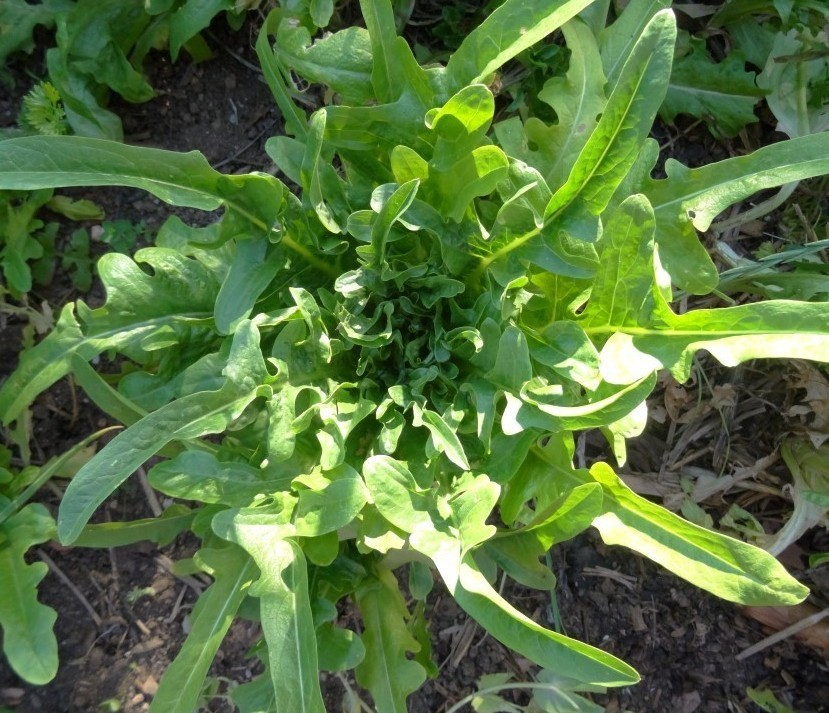 2g Fresh | NON-GMO | Oakleaf Leaf Premium Lettuce Seeds-B 41