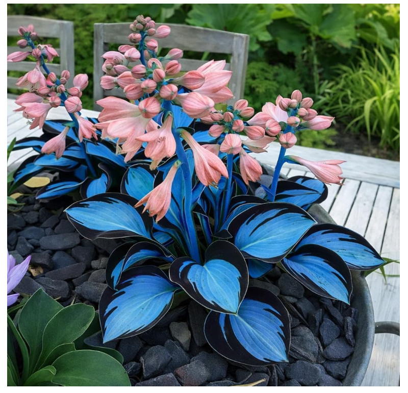 211+ Hosta Seeds Rare Shade Perennial Plants Low Maintenance Garden Grow
