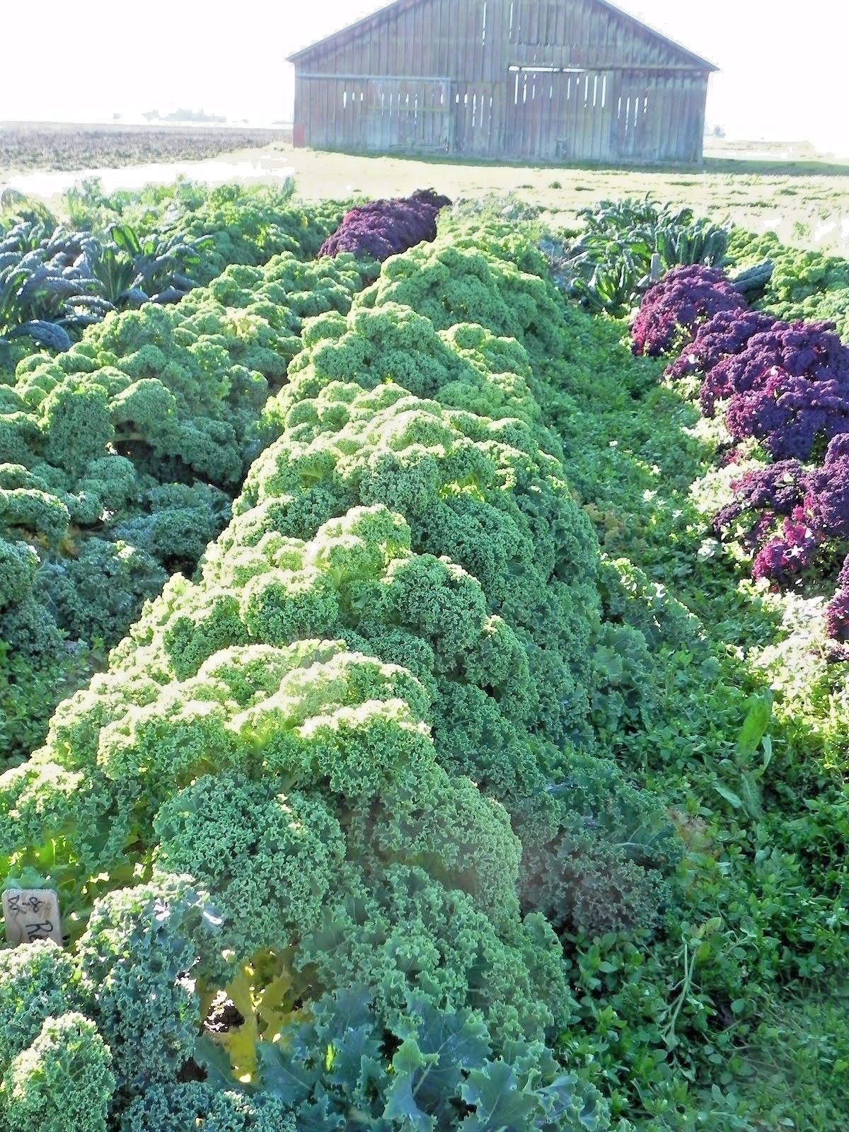 601+VATES Blue Curled Scotch KALE Seed Organic Spring Fall Garden Container Easy