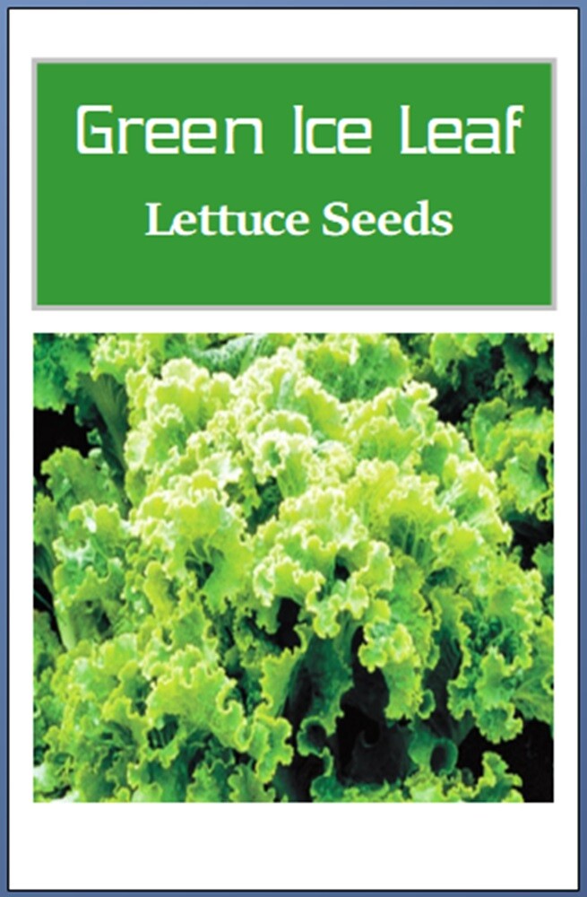 Green Ice Leaf Lettuce Seeds | NON-GMO | Heirloom | Fresh Garden Seeds