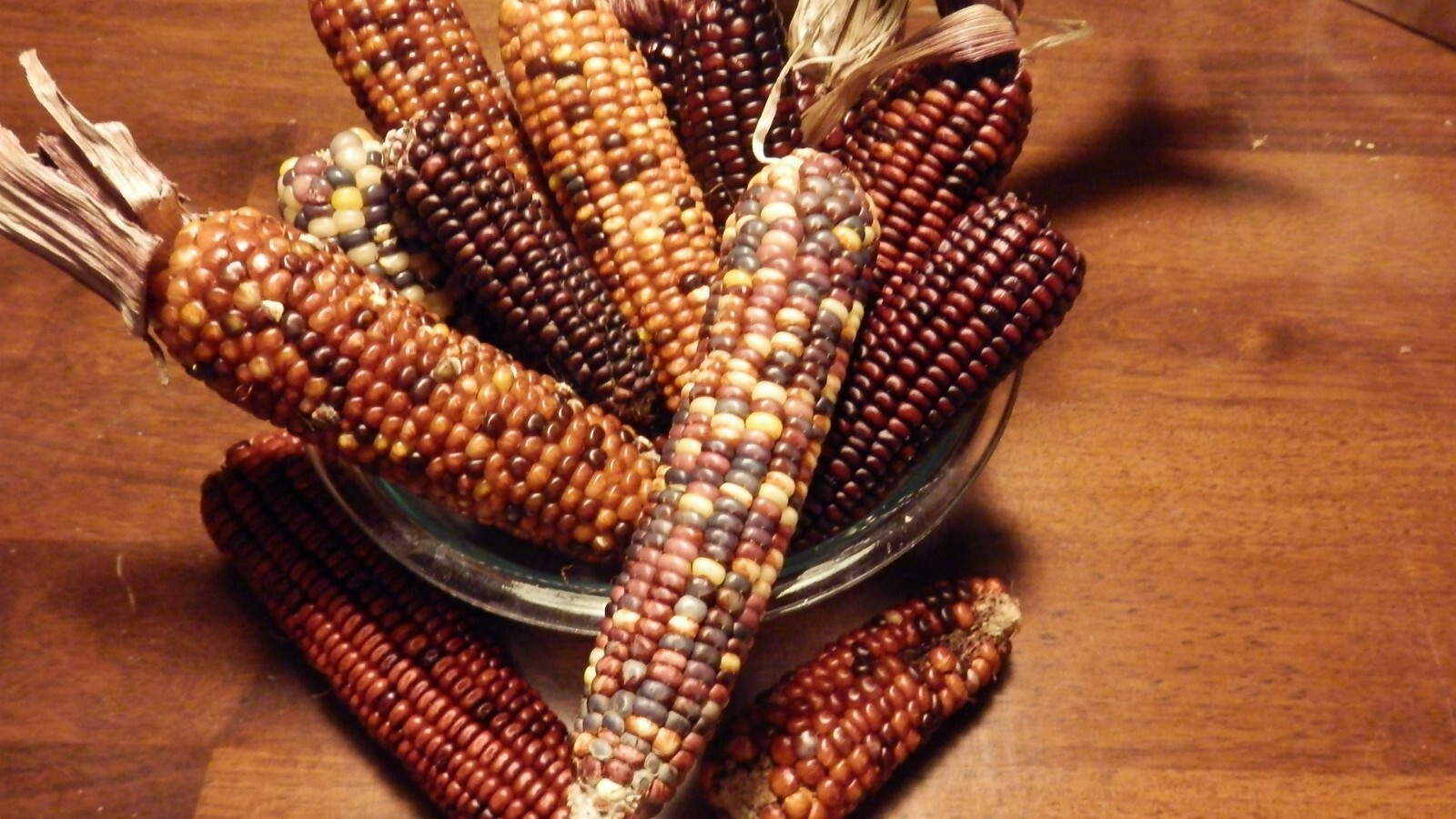 Organic Heirloom Corn Seeds 2 oz 1/8 lb ~250 Indian Native Blue Red Glass Gem