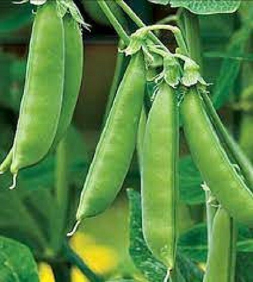 Premium Sugar Snap Peas – Fresh Organic Heirloom Seeds – So Tender and Delicious