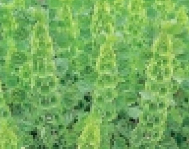 BELLES OF IRELAND 75 FRESH SEEDS FREE SHIPPING