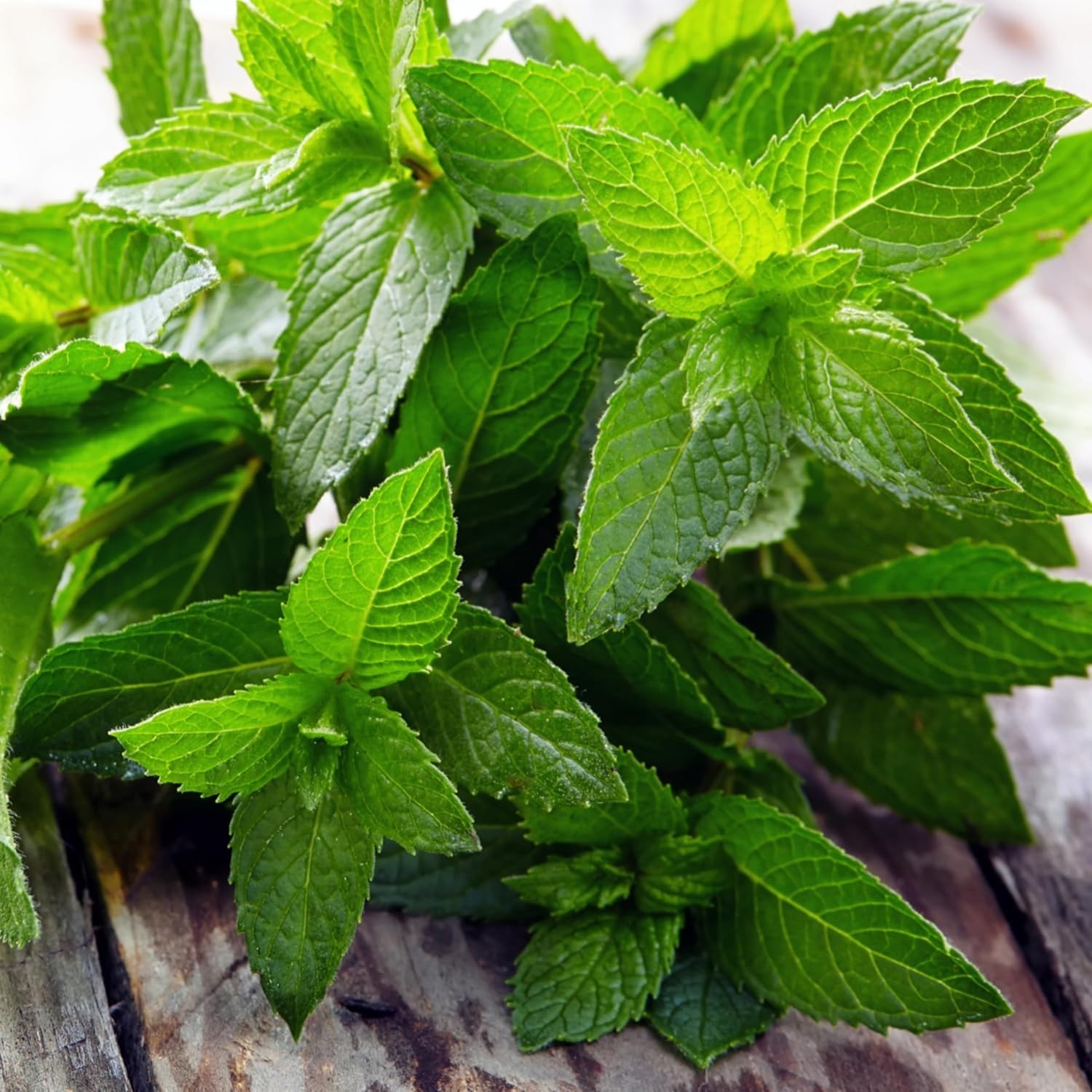 Peppermint Seeds for Planting – Non-GMO Heirloom & Untreated – Medicinal/Culi…