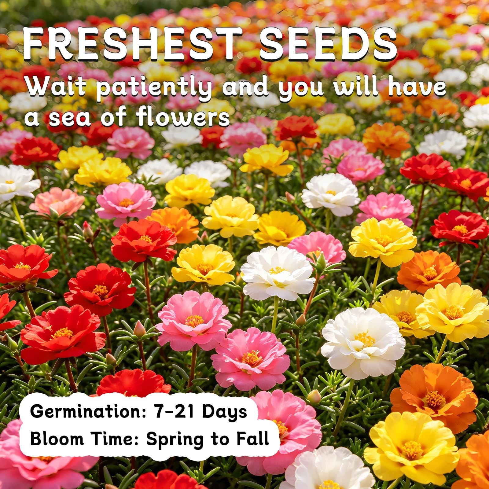 10,000+ Moss Rose Flower Seeds – Non-GMO, Mixed Colors, Easy to Grow, Attracts P