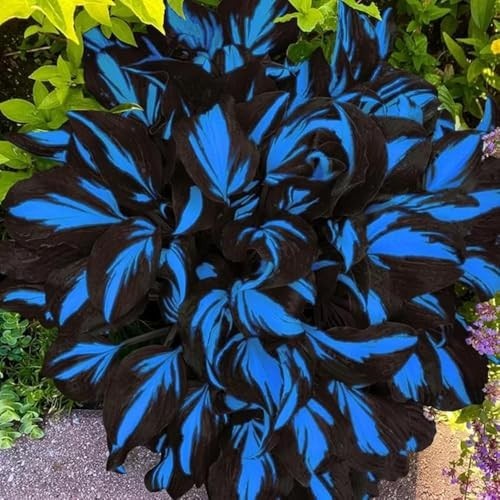 Hosta Seeds Blue and Black (300+ Seeds),Hosta Seeds Blue Perennial for Planting