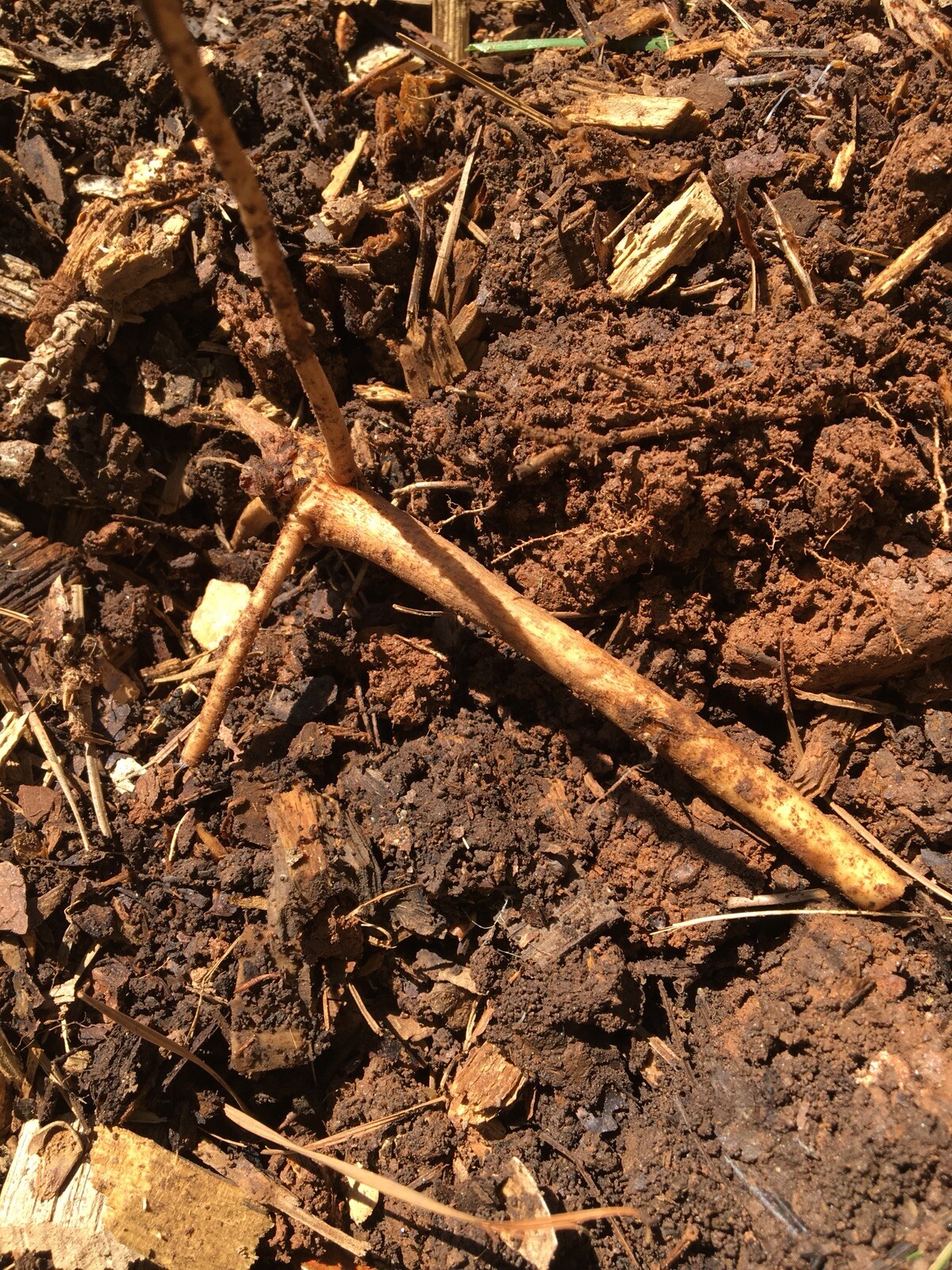 Ideal Mother’s or Father’s Day Gifts. 10 Organic Zeus Hop Rhizomes, $60.