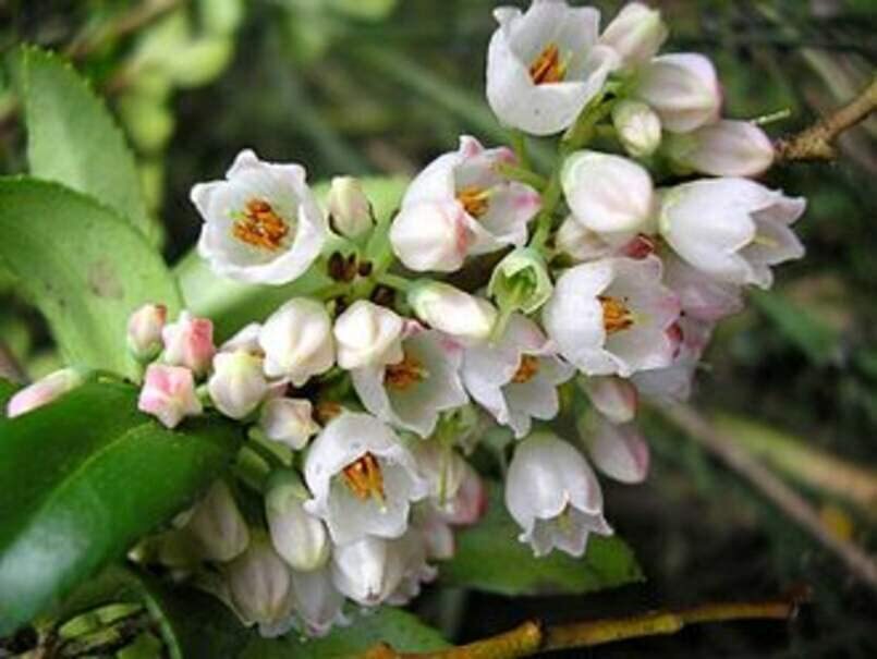 Big Huckleberry Seeds for Planting (30 Seeds) – Vaccinium membranaceum