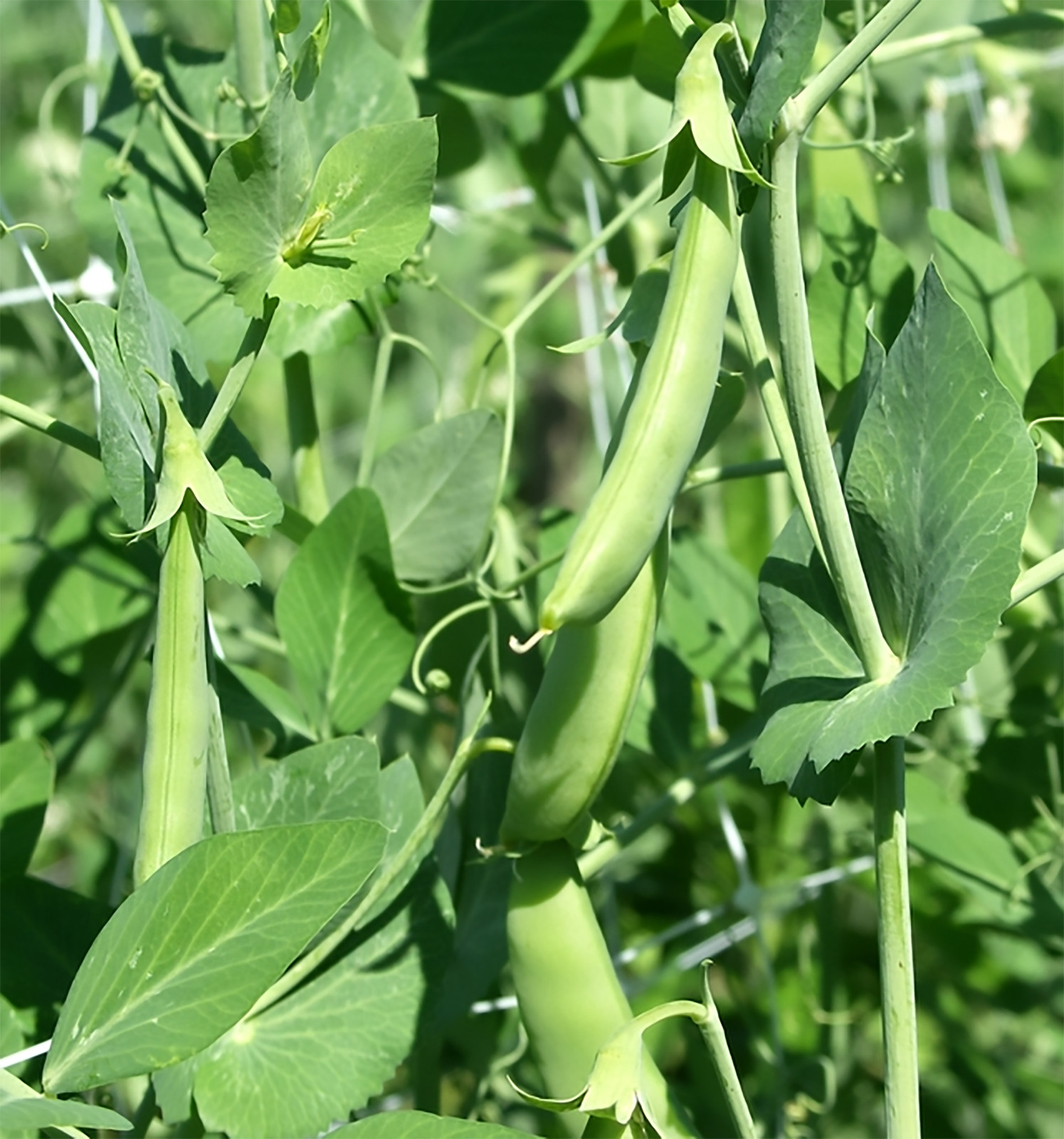 Peas – Sugar Snap – Sugar Ann, Pisum sativum