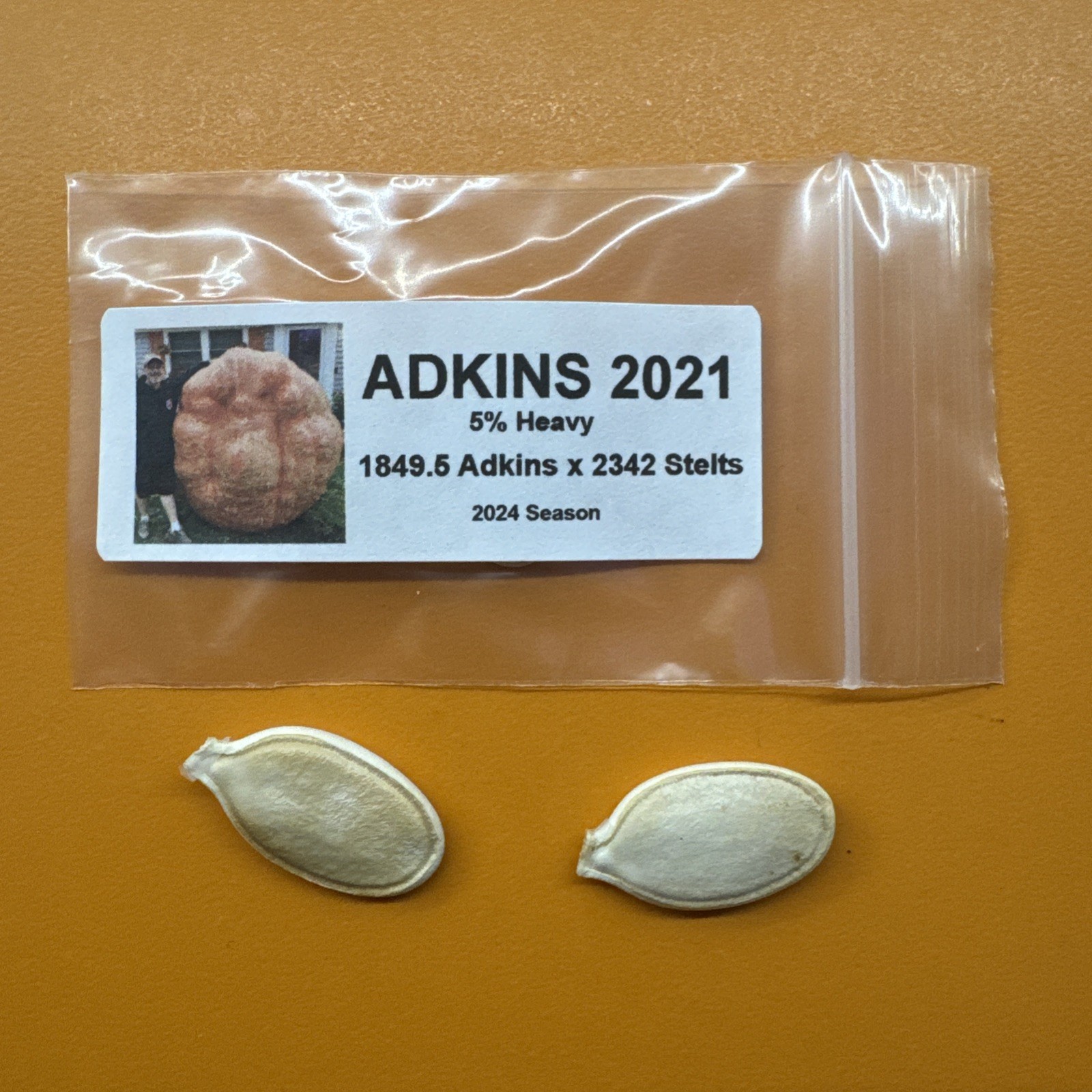 2 Atlantic Giant Pumpkin Seeds From The Heaviest Pumpkin Grown In Illinois 2024