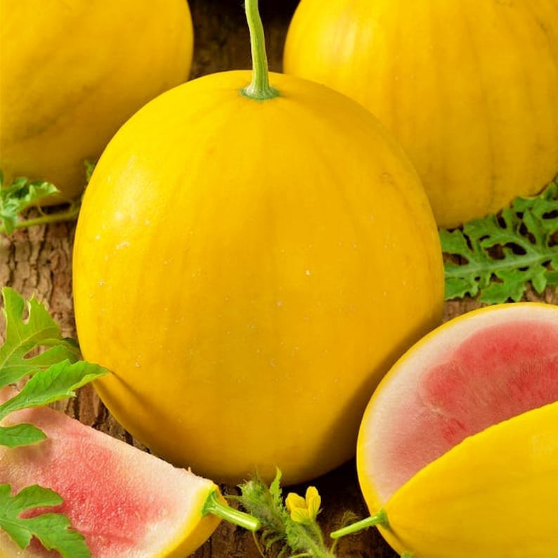 12 Golden Midget Watermelon Seeds – Mini —- Heirloom — Non GMO — Organic