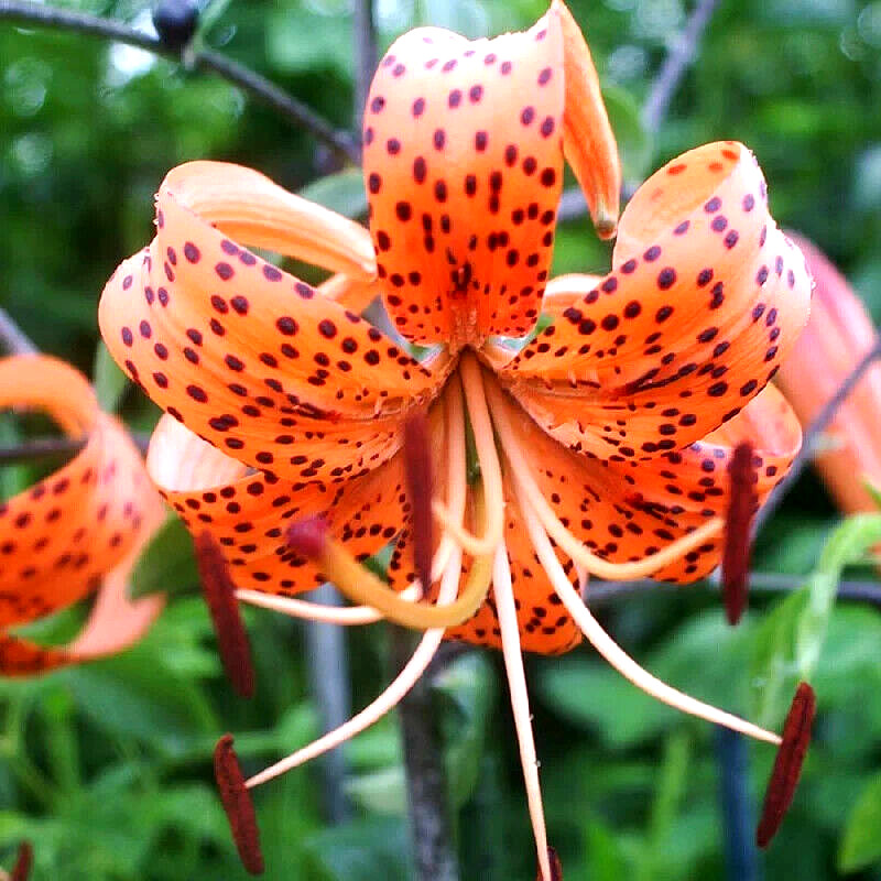 Lily Flower Bulbs Tiger Lilies 3 Large Orange Black Florist Flowers Spring Plant