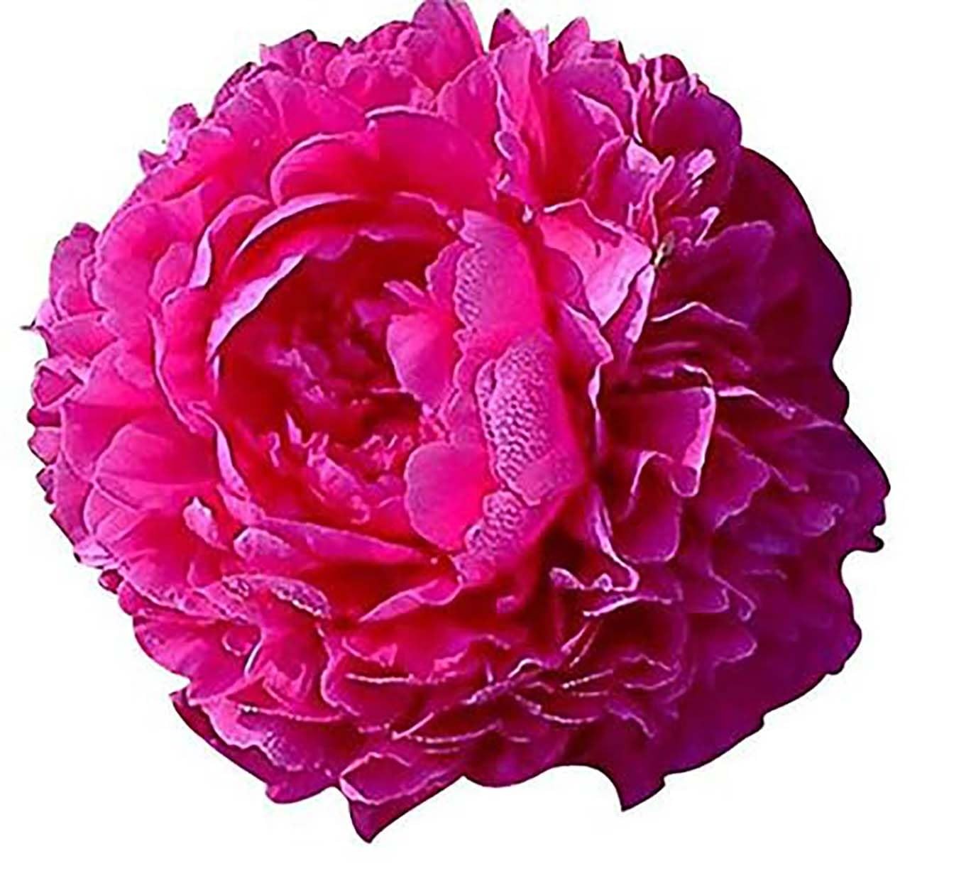 Kansas Peony – Early Double Red | 1 Gallon Peony Plant | Live Peonies Bulbs f…