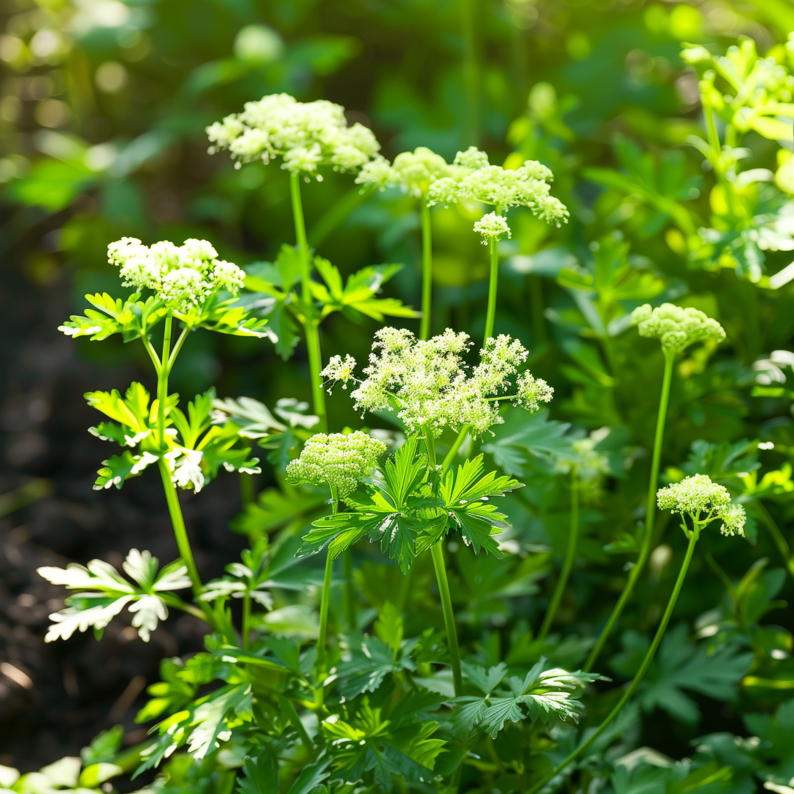 Anise Seeds, Herb Seeds, Aromatic, Medicinal, Culinary, Non-GMO, Free Shipping