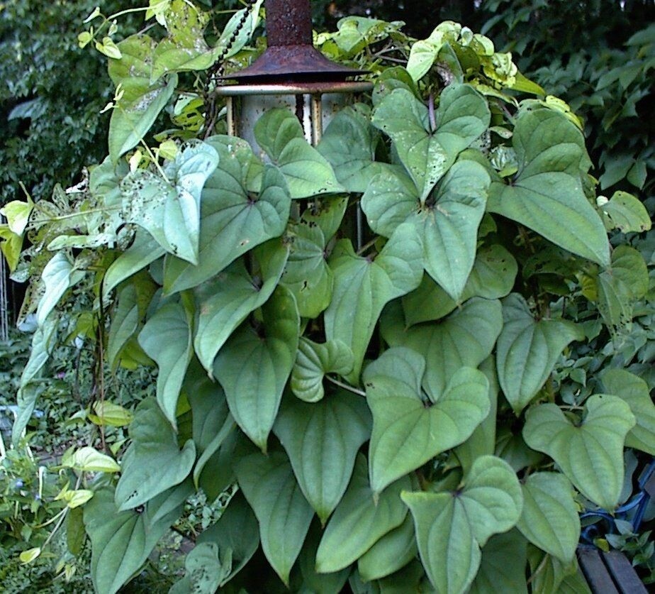 Potato Vine Heart Shaped Leaves Cinnamon Scent Perennial 10 + SEEDS USA Grown