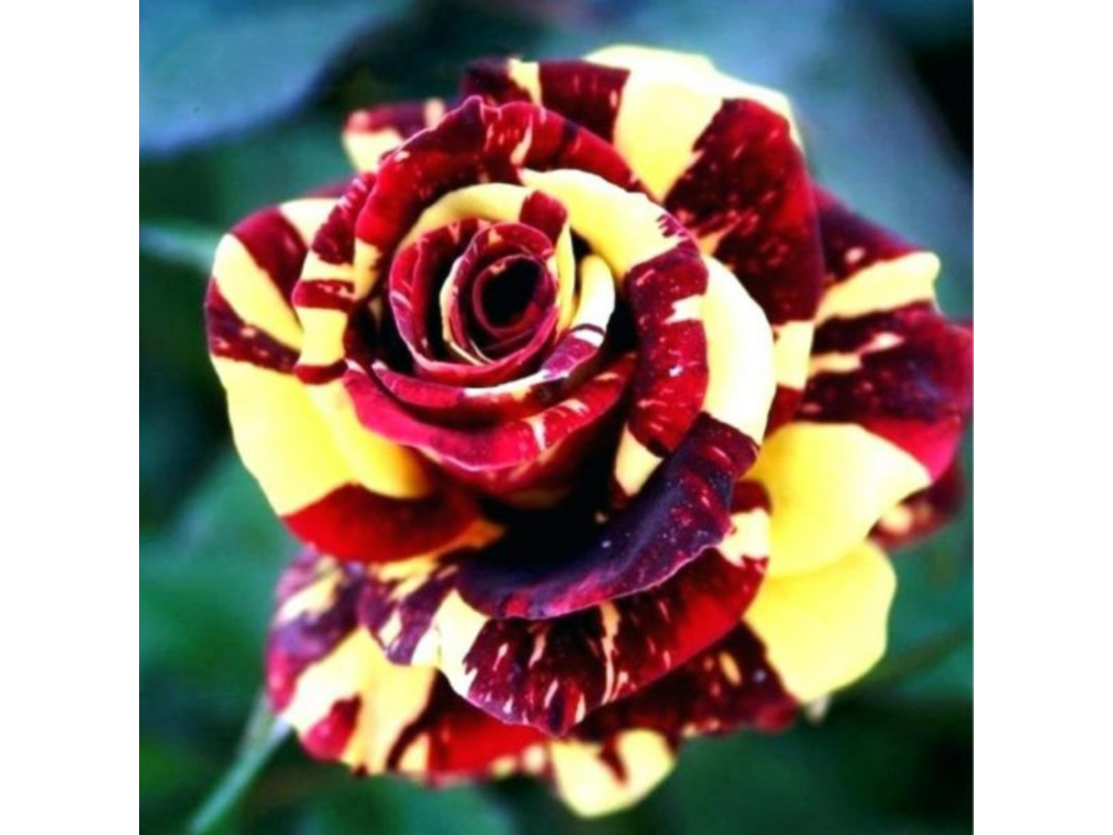 30+ Seeds| Mix Perennial Rose Seeds- Asian #1060