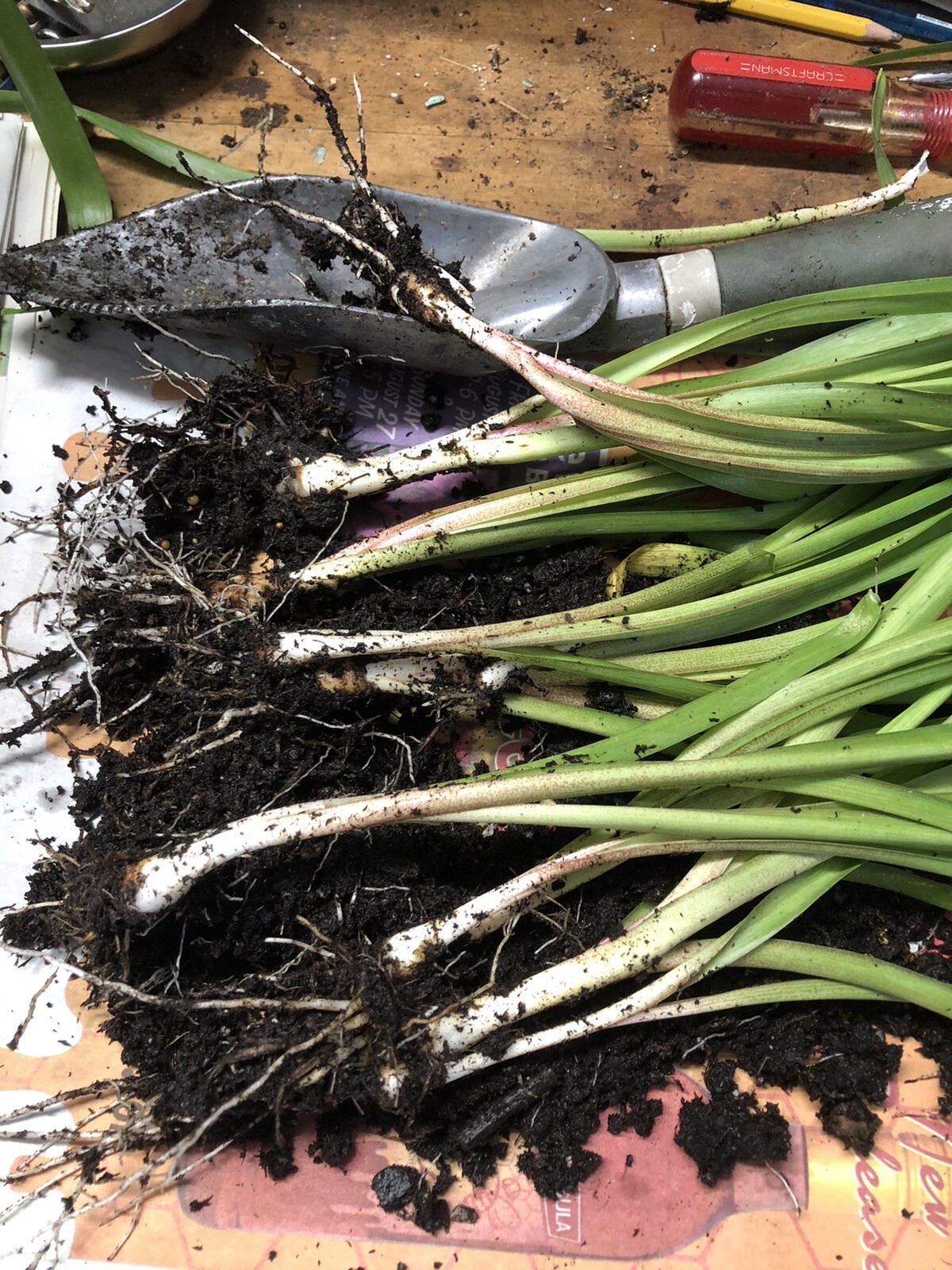 Tuberose bulbs double Pearl (Polianthus) Bare root plants set of 8+ Bubbletts