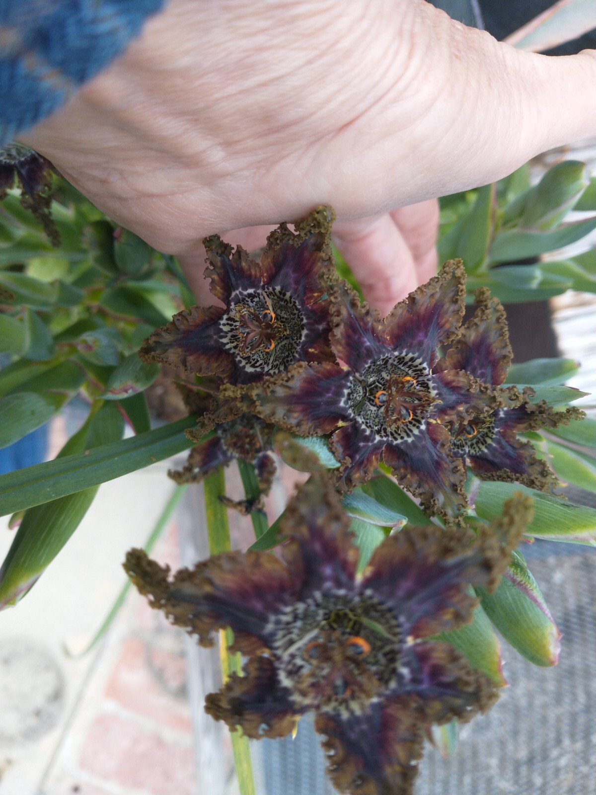 Ferraria crispa 1 Jumbo Corm Bulb Frilly Spotted Flowers Purple Red Olive Brown